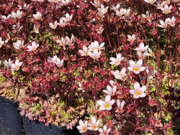 Saxifraga x arendsii "Pixie Pan Appleblossom" - (Moos-Steinbrech "Pixi Pan Appleblossom")