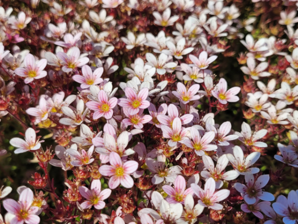 Saxifraga x arendsii "Pixie Pan Appleblossom" - (Moos-Steinbrech "Pixi Pan Appleblossom")