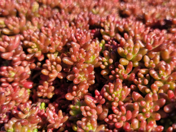 Sedum album 'Coral Carpet' - Rotmoos Mauerpfeffer