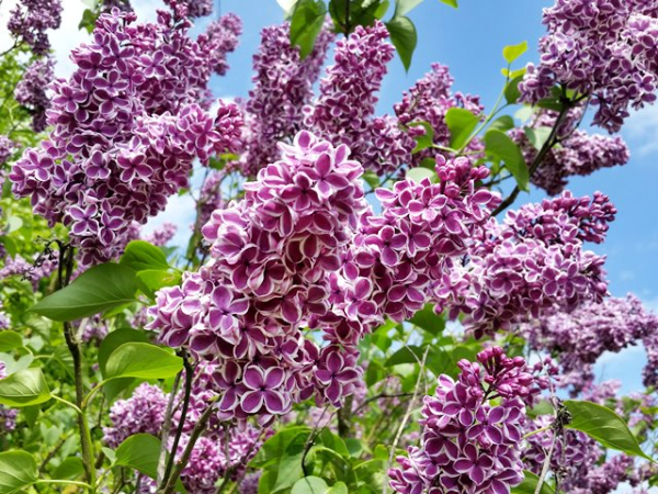 Syringa vulgaris Sensation