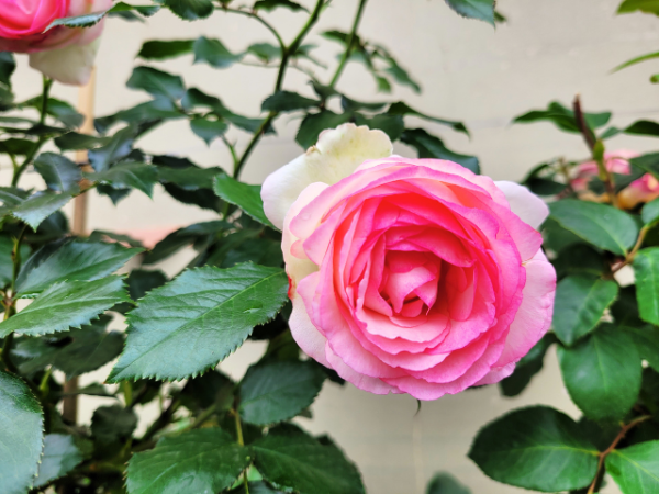 Rosa "Eden Rose 85"® - (Strauchrose "Eden Rose 85"®),