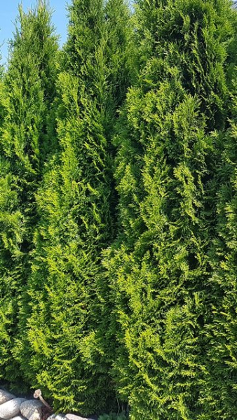 Lebensbaum 'Smaragd' - Thuja occidentalis 'Smaragd' | Hecken-Direkt.de