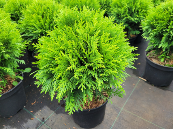 Thuja occidentalis Danica - Zwergiger Kugel-Lebensbaum Danica