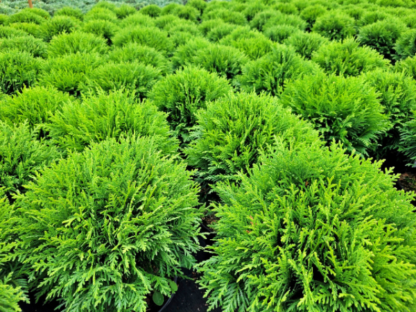 Thuja occidentalis Danica - Zwergiger Kugel-Lebensbaum Danica