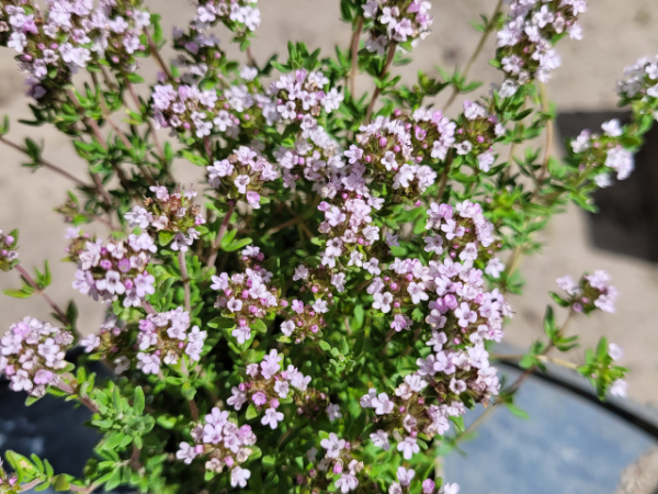 Gedrungener Garten-Thymian - Thymus vulgaris Compactus