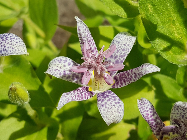 Tricyrtis hirta - Japan Krötenlilie