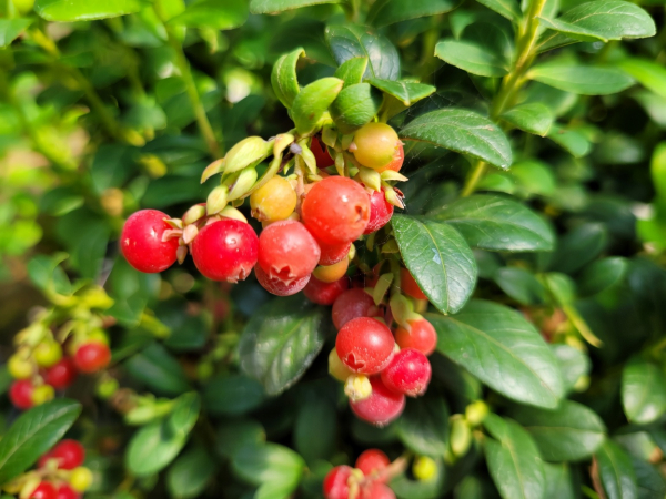 Preiselbeere Miss Cherry® Meliro