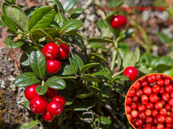 Preiselbeere Red Pearl