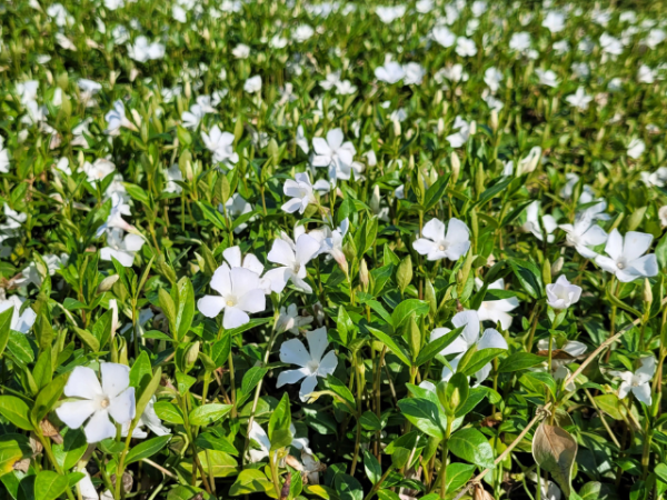 Vinca minor alba - Weißes Immergrün