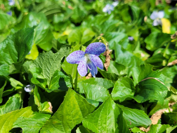 Viola sororia 'Dark Freckles' - Pfingst-Veilchen Blüte
