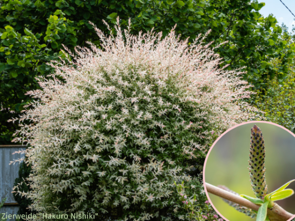 Salix integra "Hakuro Nishiki" - Zierweide "Hakuro Nishiki