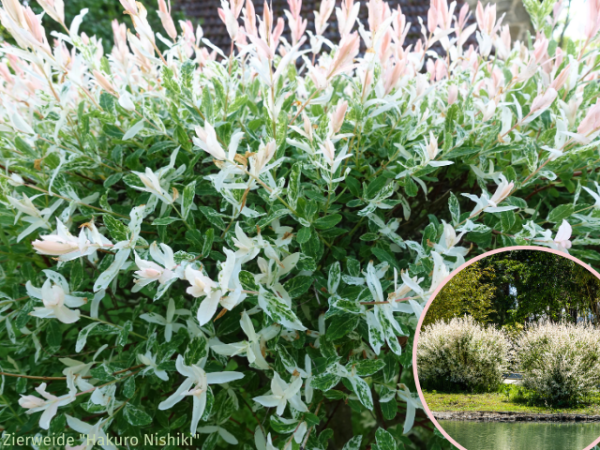 Salix integra "Hakuro Nishiki" - Zierweide "Hakuro Nishiki