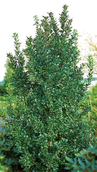 Stechpalme Heckenpracht -S- - Ilex meserveae Heckenpracht -S-