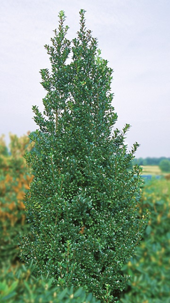 Stechpalme Heckenstar - Ilex meserveae Heckenstar