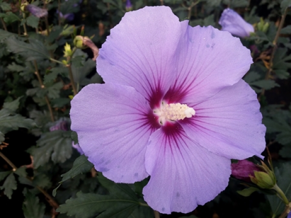 Hibiscus syriacus "Blue Bird" - (Rosen-Eibisch Blue Bird),