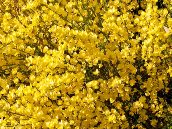 Cytisus praecox "Allgold" - Elfenbeinginster "Allgold