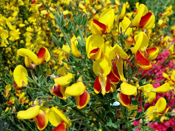 Cytisus scoparius Andreanus Splendens - Edelginster Andreanus Splendens