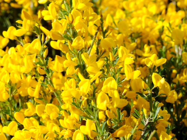Cytisus decumbens - Kissenginster
