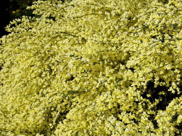 Cytisus praecox - Elfenbeinginster