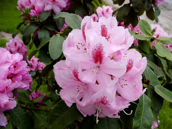 Rhododendron Furnivalls Daughter
