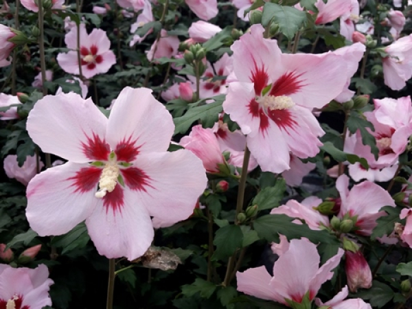 Rosen-Eibisch Hamabo - Hibiscus syriacus Hamabo