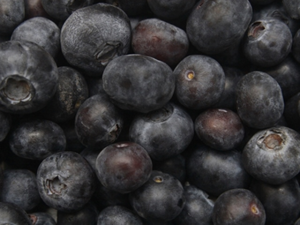 Vaccinium corymbosum Hardyblue - Heidelbeere Hardyblue