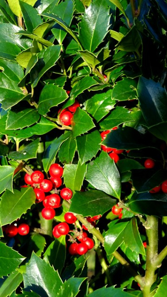 Stechpalme"Heckenfee ® - Ilex meserveae Heckenfee ®