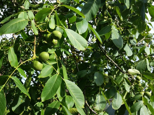 Juglans regia Echte Walnuss