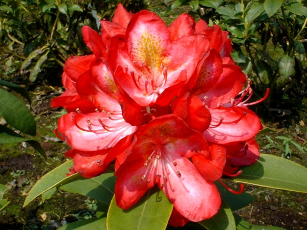 Rhododendron Hybride Junifeuer