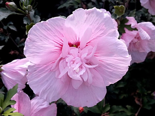 Hibiscus syriacus "Lavender Chiffon" ® - Rosen-Eibisch "Lavender Chiffon" ®
