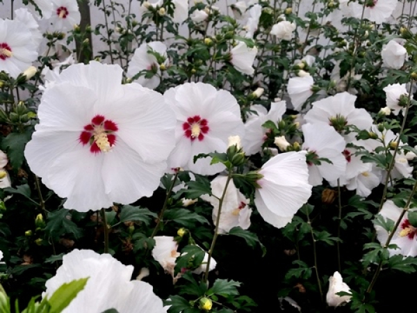 Rosen-Eibisch "Red Heart" - Hibiscus syriacus "Red Heart"