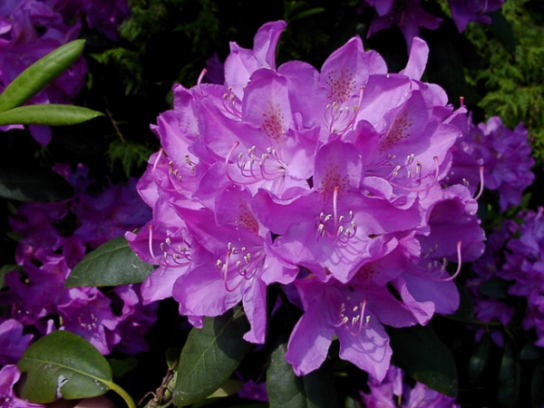 Rhododendron Hybride Roseum Elegans