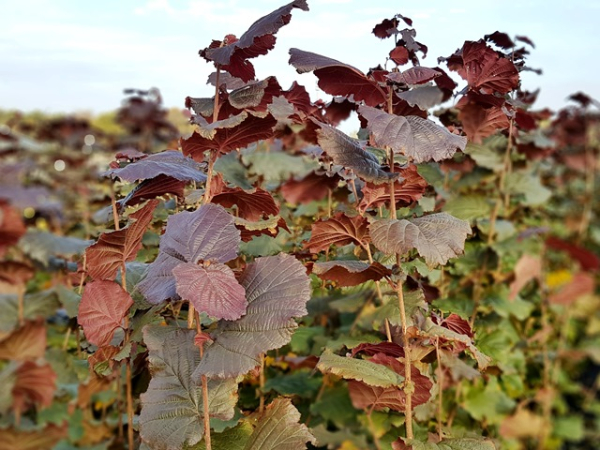 Corylus avellana Rotblättrige Zellernuss Haselnuss