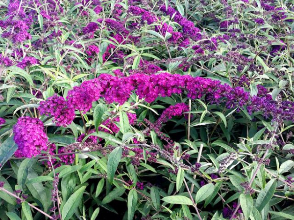 Sommerflieder Royal Red
