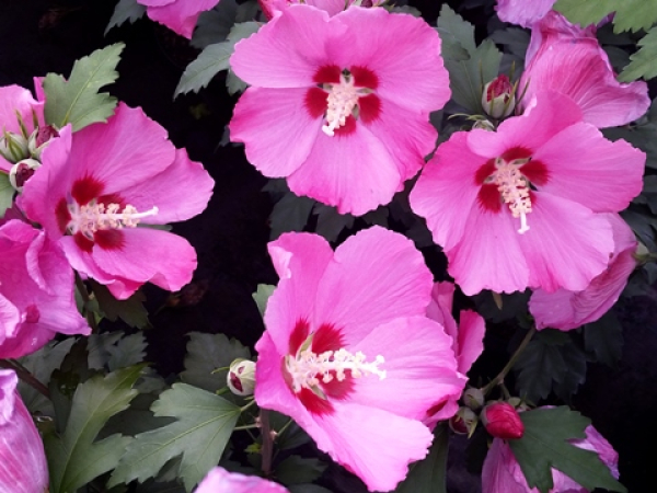 Hibiscus syriacus "Woodbridge" - Rosen-Eibisch "Woodbridge"