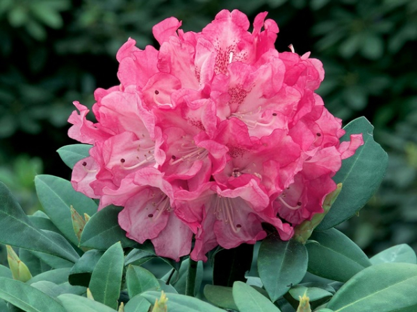 Rhododendron yakushimanum Anuschka