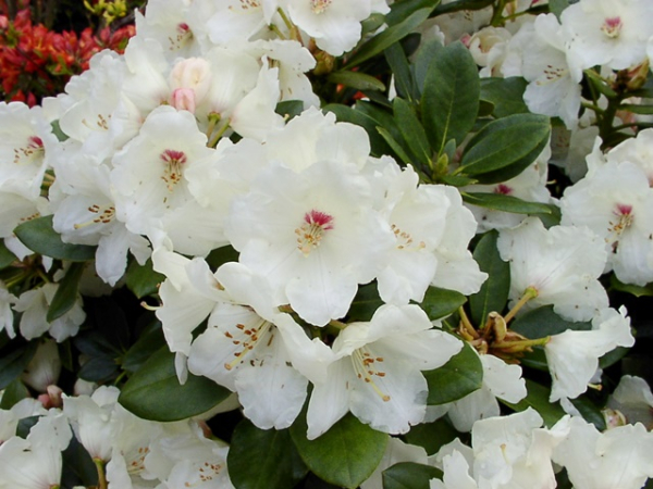 Rhododendron yakushimanum Flava