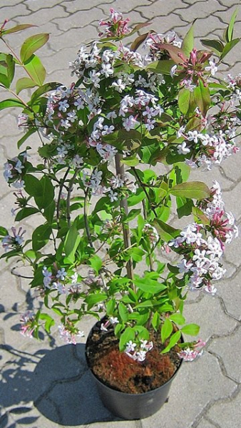 Abelia mosanensis - Koreanische Abelie
