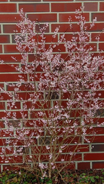 Weiße Forsythie - Abeliophyllum distichum
