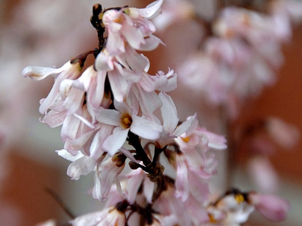 Weiße Forsythie - Abeliophyllum distichum