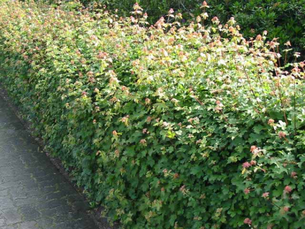 Feldahorn Hecke Acer campestre