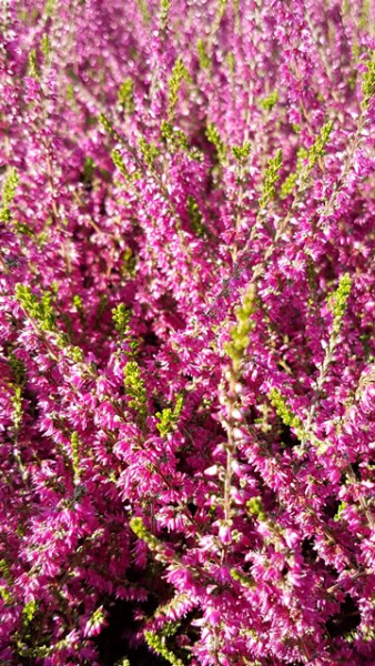 Calluna vulgaris "Allegro" - (Besenheide "Allegro"),