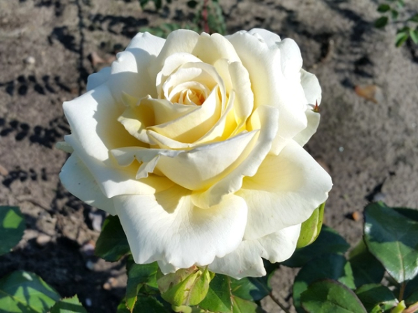 Rose Ambiente ®