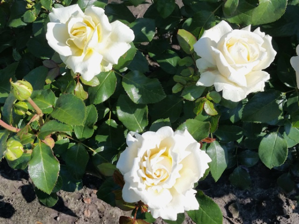 Rose Ambiente ®