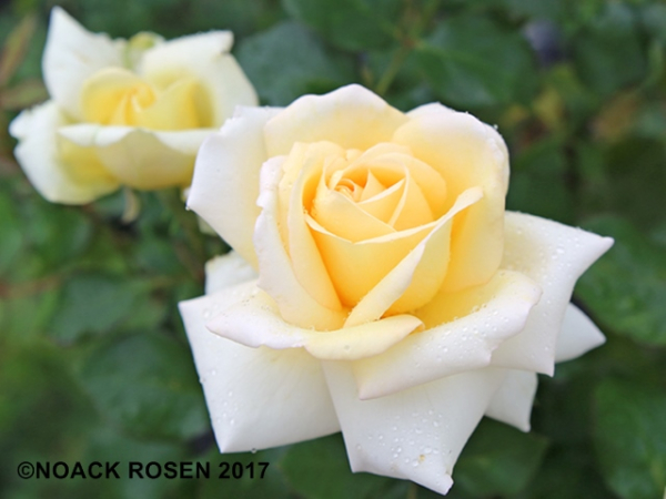 Rose Ambiente ®