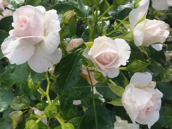 Aspirin ® Rose
