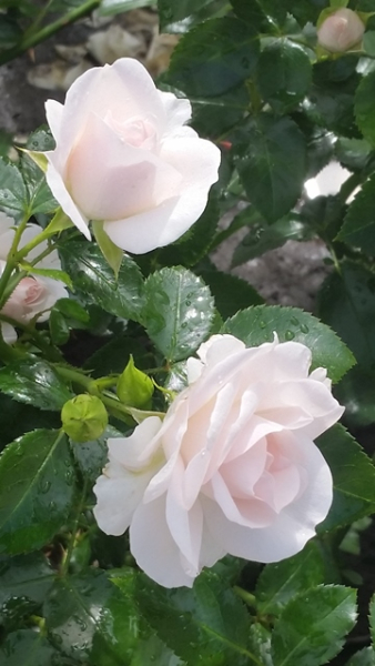 Aspirin ® Rose