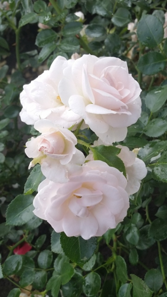 Aspirin ® Rose