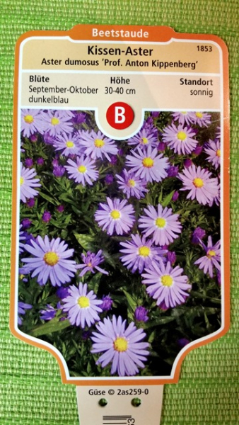 blaue violette aster kissenaster staude beetstaude