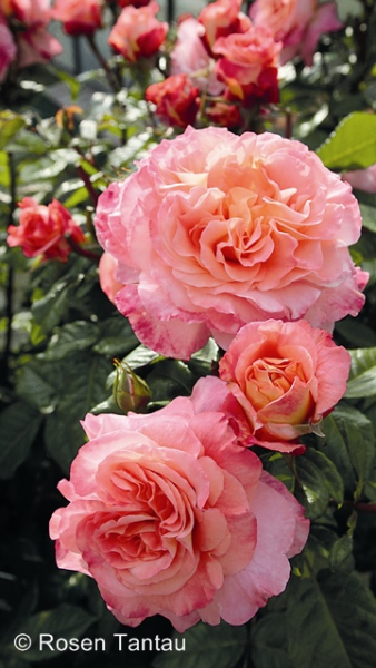 Rose Augusta Luise ®